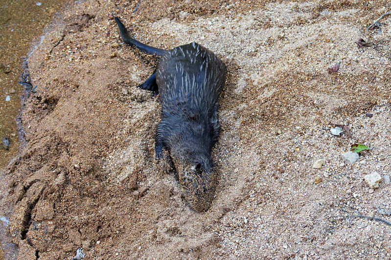 River Otter rolling in the sand on the creek bank at Post Oak Creek, grooming its fur after climbing out of the water.