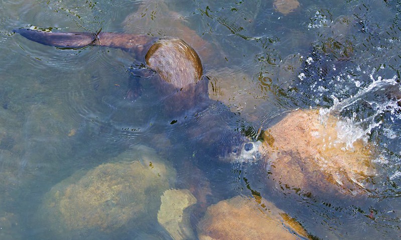 River Otter swimming underwater among rocks in Post Oak Creek, with bubbles and splashing as it searches for prey.