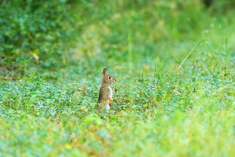 Cottontail rabbit standing in grass near a white-tailed doe
