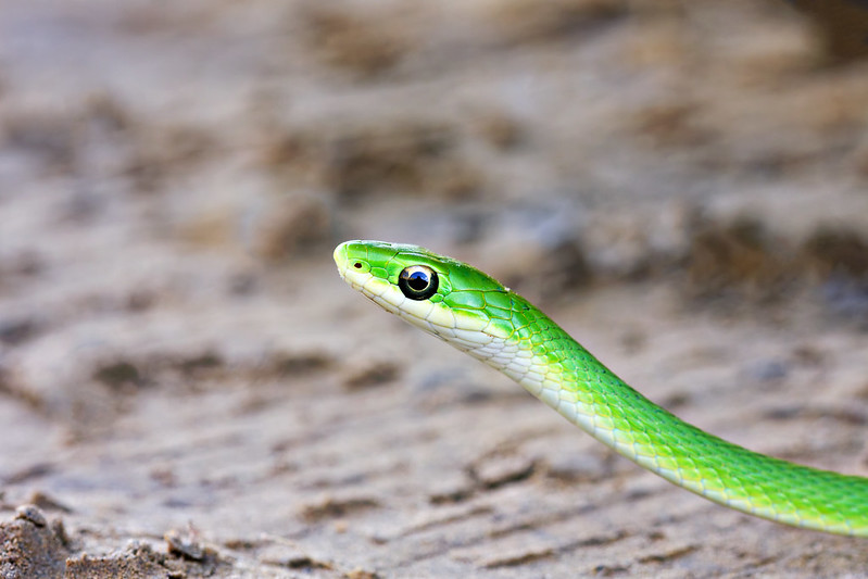 Rough Green Snake with bright green scales moving across sandy ground.