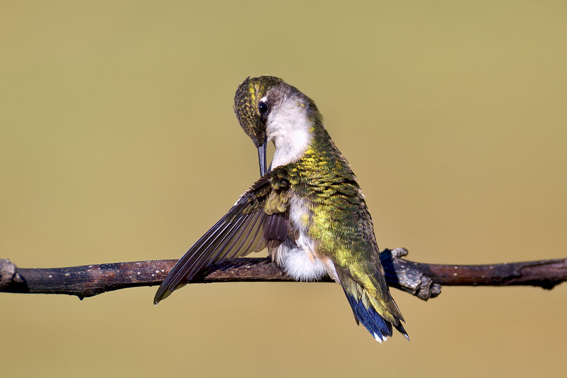 Ruby-throated Hummingbird preening its feathers on a perch in Arkansas before fall migration.