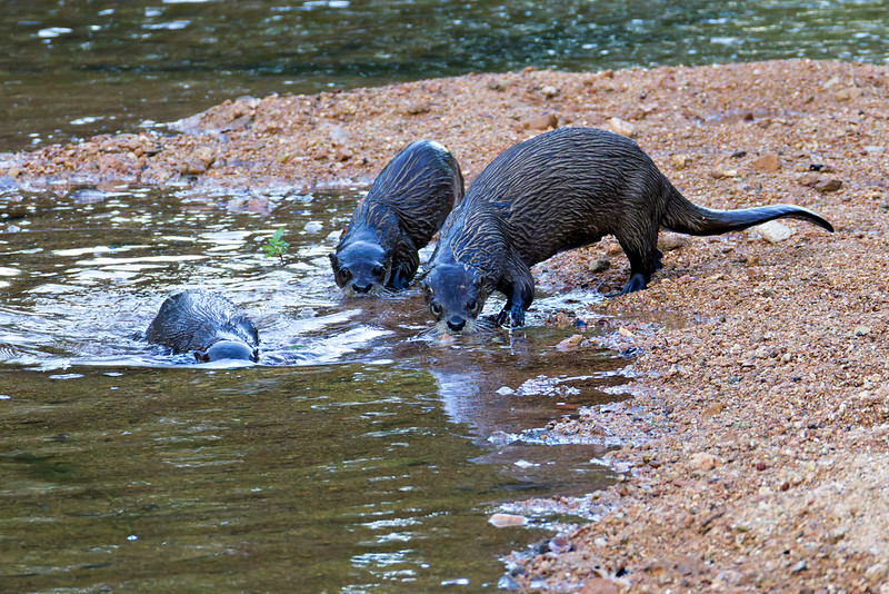 Group of three River Otters at Post Oak Creek, two standing at the bank and one swimming near the water’s edge.