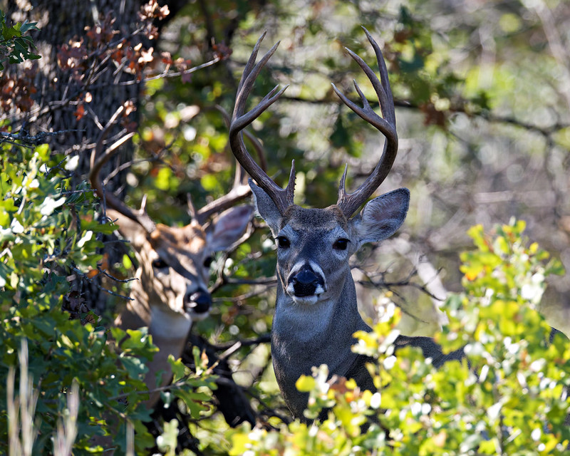 Two White-tailed Bucks in brush, one visible in front and another partly hidden behind oak leaves at Wichita Mountains Wildlife Refuge.
