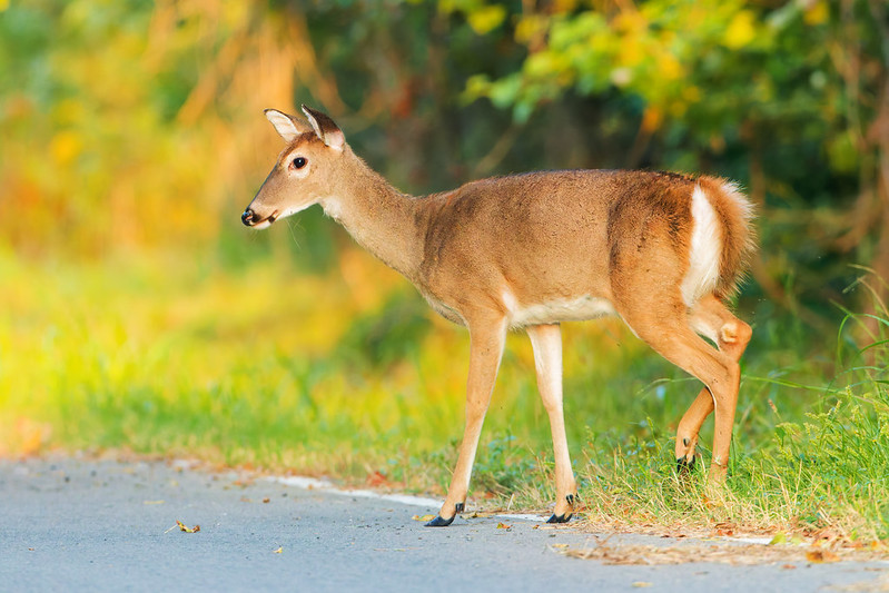 White-tailed Doe watching a rabbit from roadside at Sequoyah National Wildlife Refuge