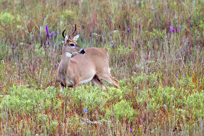 White-tailed Buck with small antlers standing in a meadow of wildflowers at Wichita Mountains Wildlife Refuge.