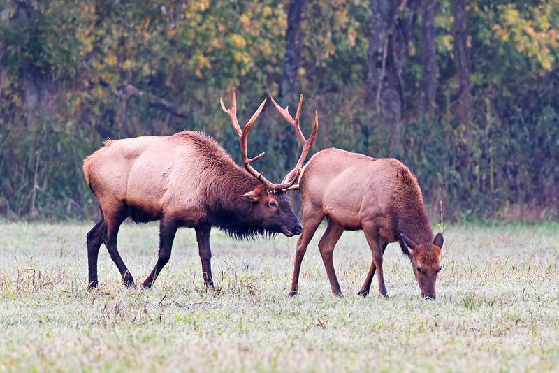 Bull elk approaches cow elk from behind in Boxley Valley, checking her scent.