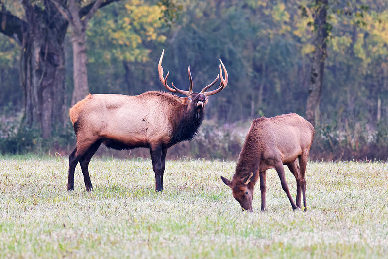 Bull elk lifts head in Flehmen posture beside cow elk.