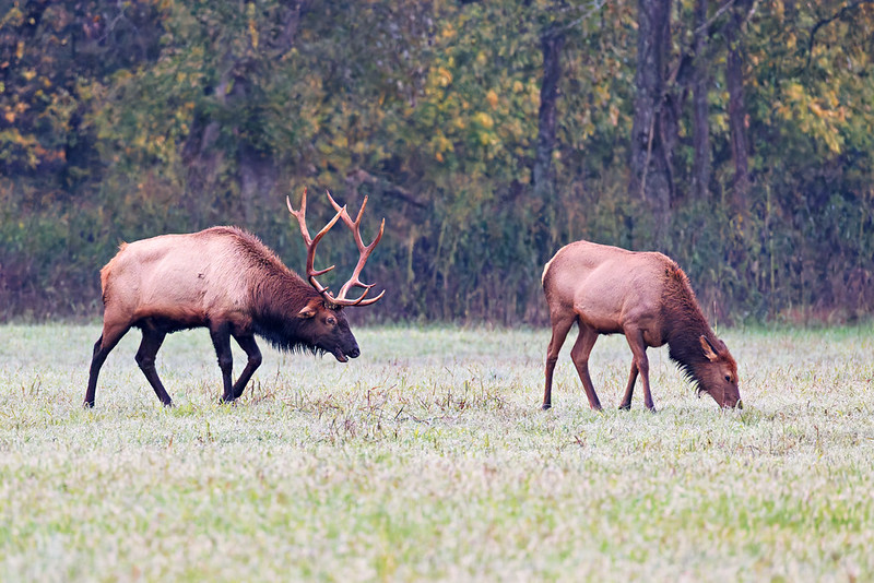 Bull elk following cow elk across foggy Boxley Valley meadow