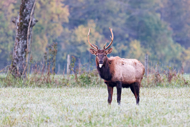 Bull Elk standing in foggy Boxley Valley field with tongue out during rut behavior.