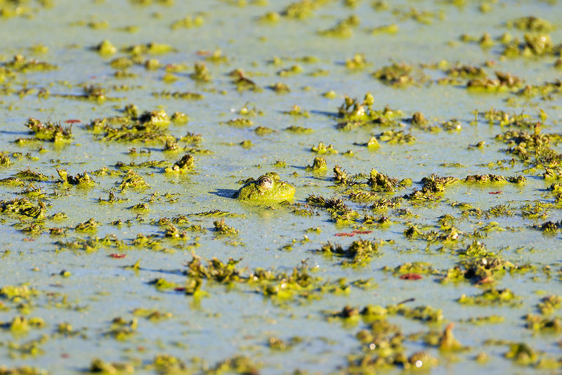 Bullfrog resting in algae-covered pond at Sequoyah National Wildlife Refuge