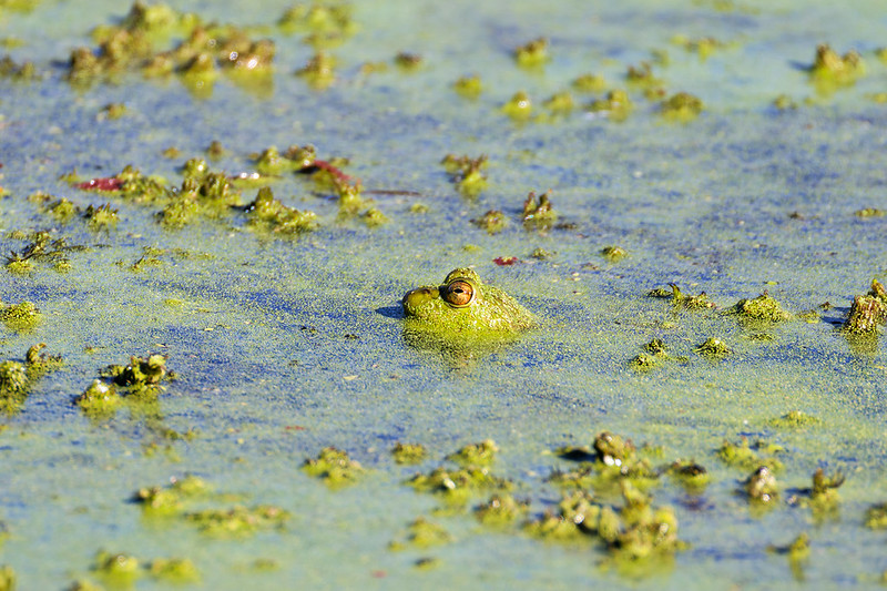 Bullfrog peeking above duckweed on a cold morning at Sequoyah National Wildlife Refuge
