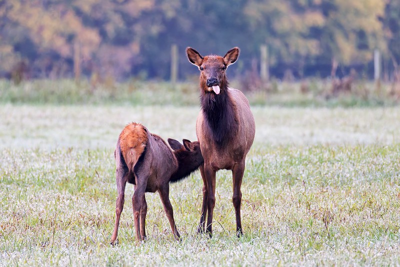 Cow elk standing in a field with her calf nursing on a cool November morning