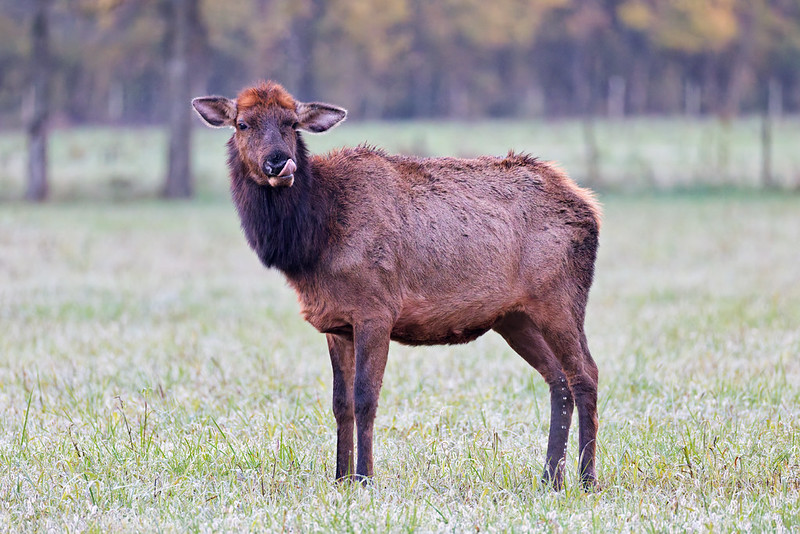 A cow elk with drooped ears faces the camera while urinating in a foggy field in Boxley Valley, Arkansas.