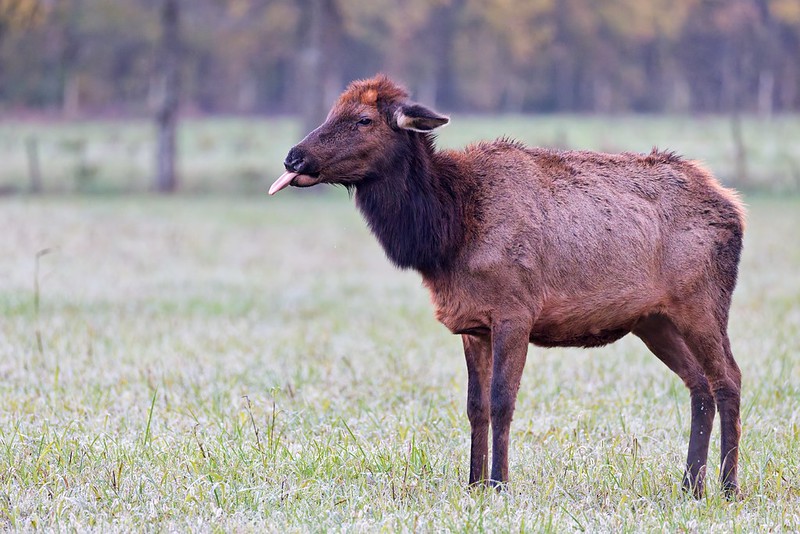 A cow elk with drooped ears stands in a foggy field while urinating and licking her nose in Boxley Valley, Arkansas.