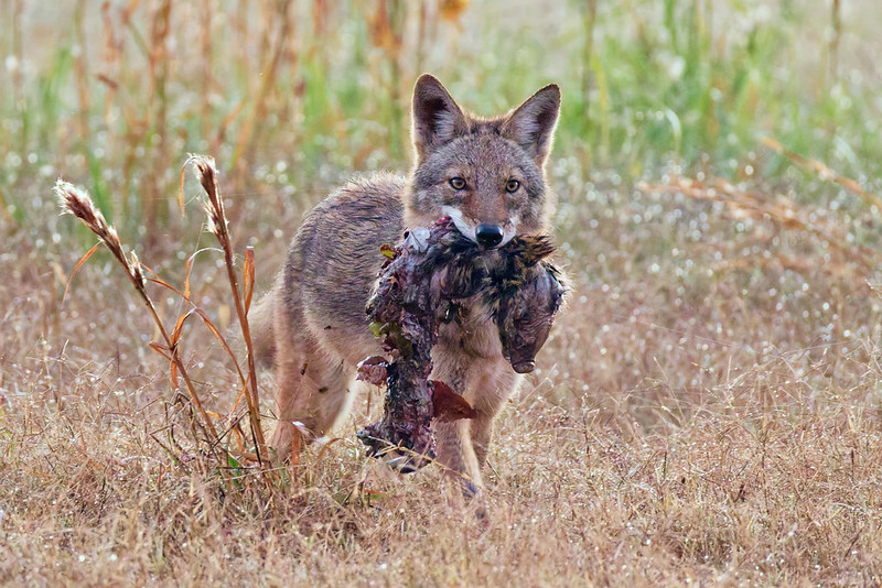 Coyote with prey walking through foggy weeds at dawn in Oklahoma.