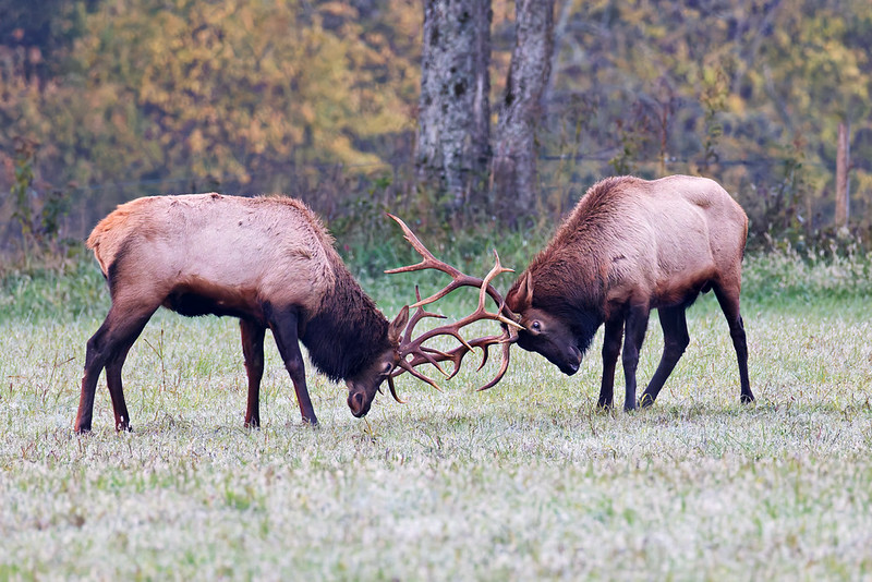 Two mature bull elk sparring in foggy Boxley Valley field