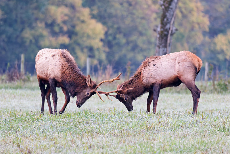 Two young bull elk sparring calmly in Boxley Valley, Arkansas meadow.
