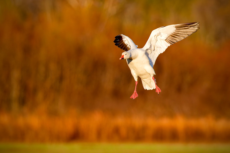 Snow Goose with wings fully extended preparing to land at Sequoyah National Wildlife Refuge.