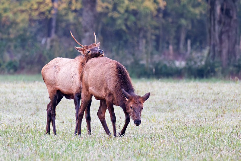 Spike bull elk resting chin on cow elk’s back in foggy Boxley Valley meadow.