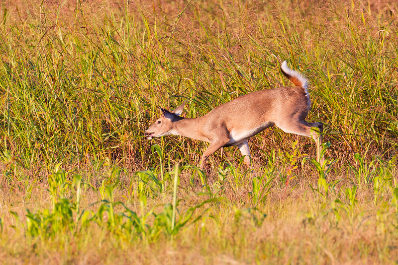 White-tailed doe running hard through short grass with tail raised and mouth open.
