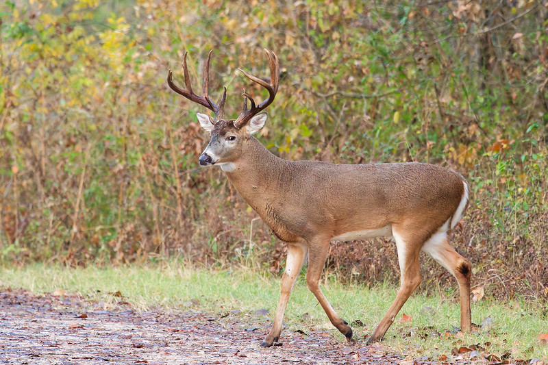 White-tailed buck with dark chocolate antlers walking across a gravel road in autumn.