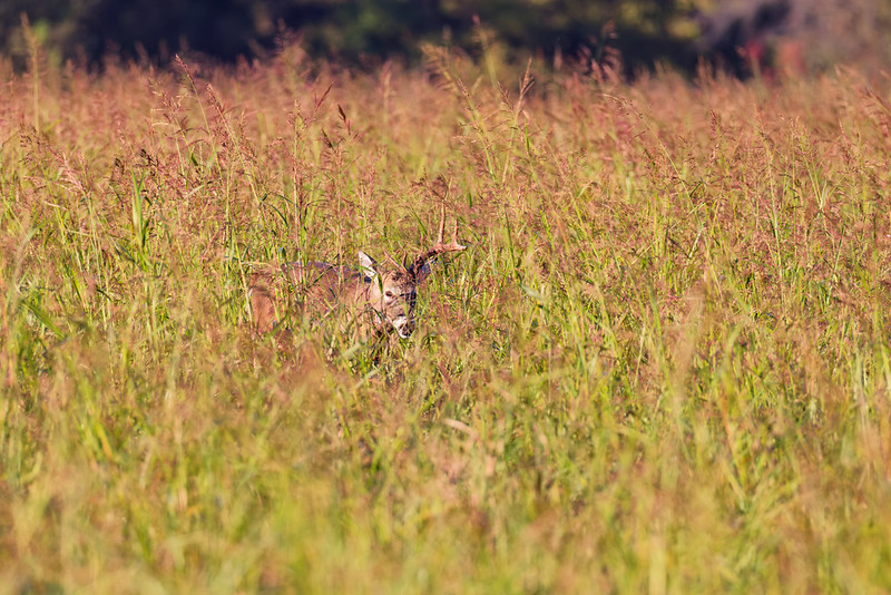 White-tailed buck moving through tall weeds in a field.