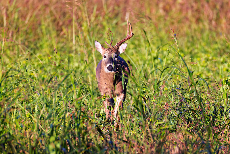 White-tailed buck with one antler trotting toward the camera through tall grass.