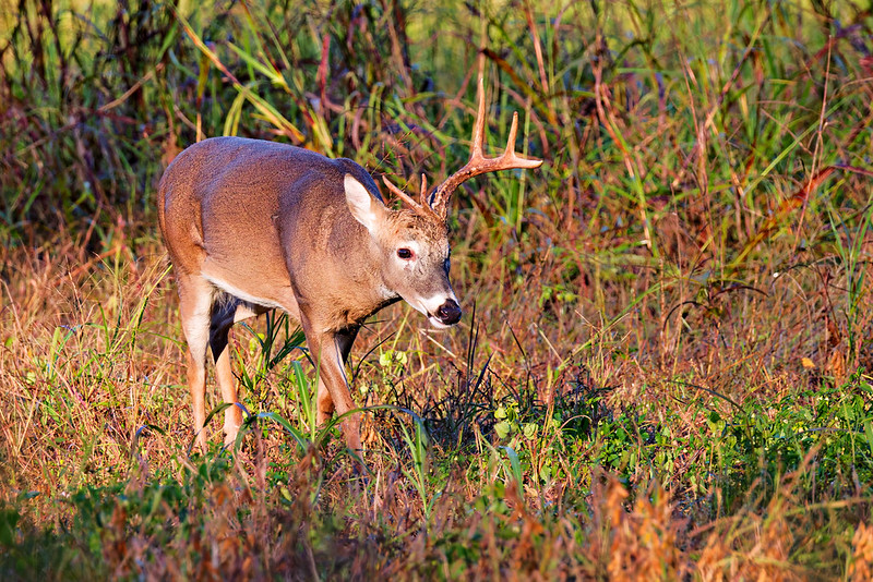 White-tailed buck with one antler walking in low weeds.
