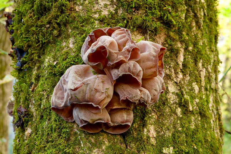 Wood Ear fungus on moss-covered tree trunk in Arkansas forest