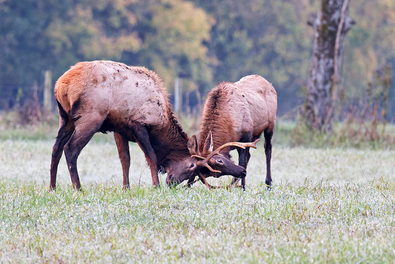 Two young bull elk sparring in foggy Boxley Valley, Arkansas meadow.