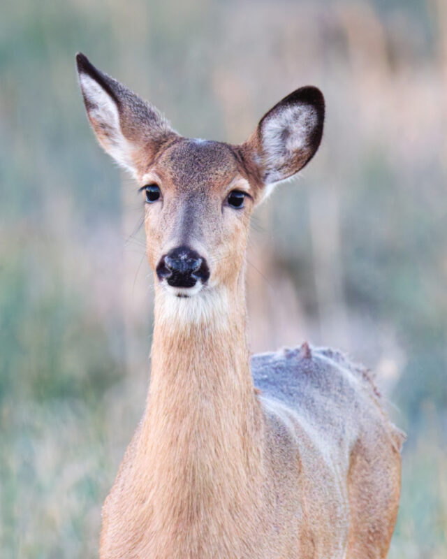 White-tailed doe standing alert in tall grass during early morning.