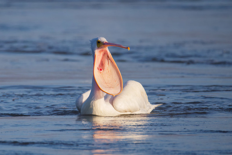 American White Pelican floating in Arkansas River with bill pouch stretched wide open to show pink interior
