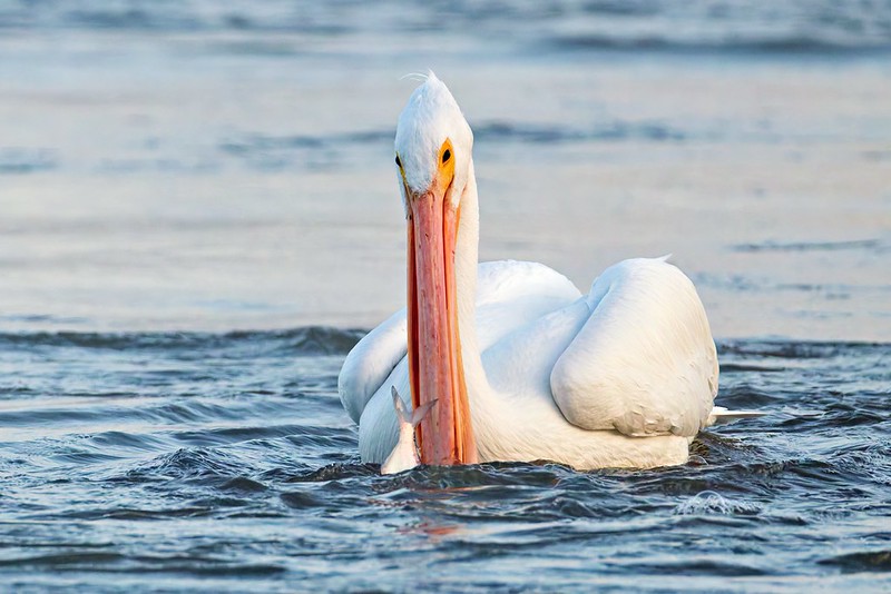 American White Pelican faces forward as a fish surfaces in front of its bill, not yet caught.