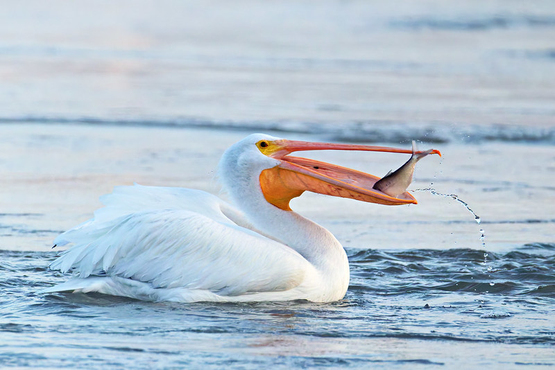 American White Pelican flips a fish toward its gular pouch, water streaming from the toss.