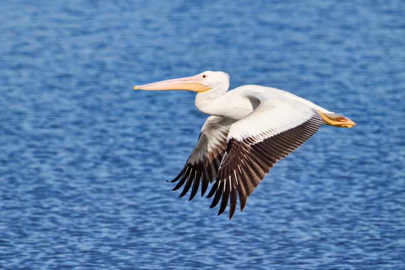 American White Pelican flying low over Sally Jones Lake at Sequoyah National Wildlife Refuge in Oklahoma.