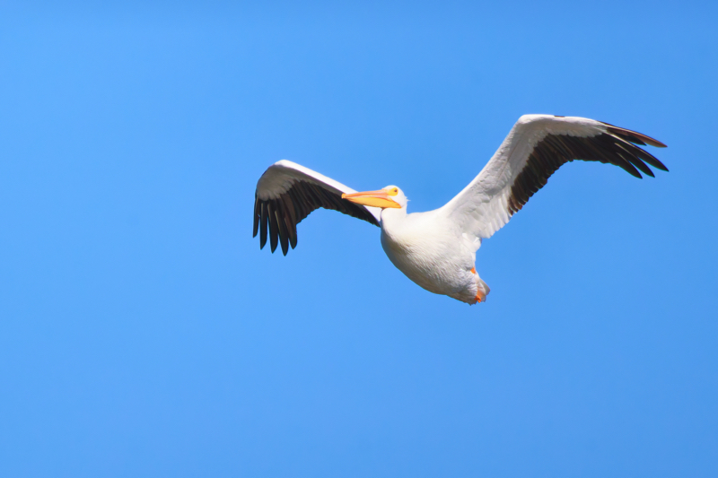American White Pelican flying over Sally Jones Lake at Sequoyah National Wildlife Refuge in Oklahoma.