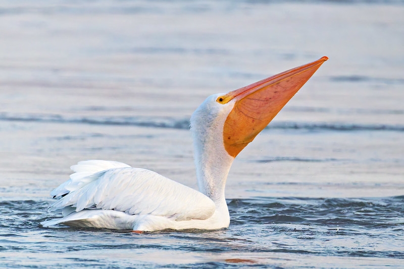 American White Pelican lifts its head, fish outline visible low in the gular pouch.