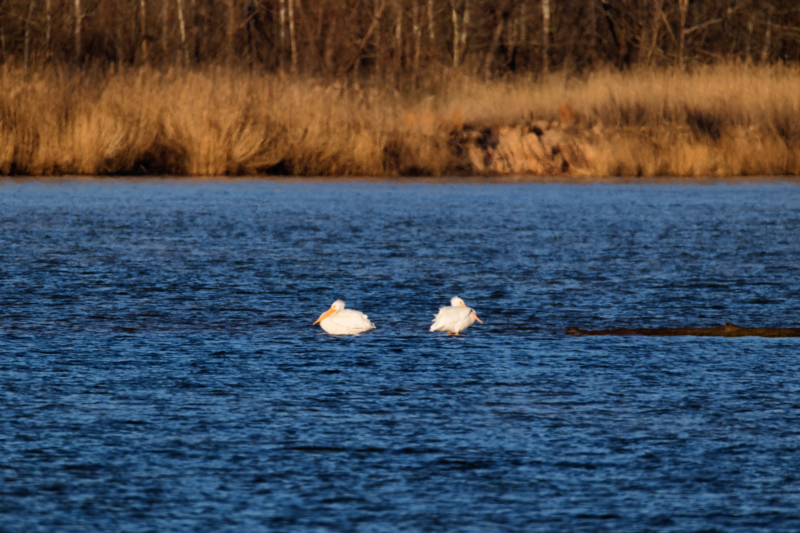 Two American White Pelicans resting on a sandbar in the river.