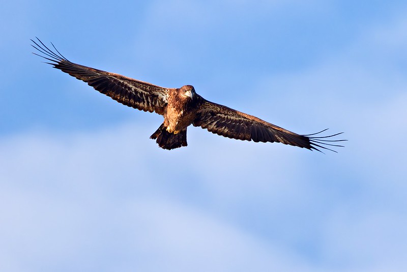 Bald eagle flying with wings fully extended against a clear blue sky
