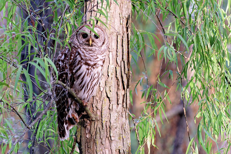 Barred owl perched beside a tree trunk in low light with autofocus placed on the eye to achieve sharp focus through foliage