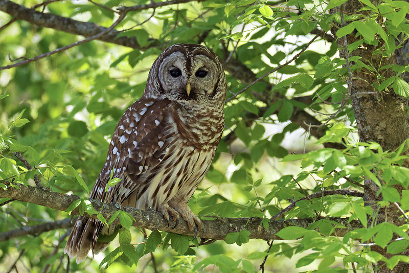 Barred owl perched on a tree branch in low light photographed using steady support to reduce camera shake