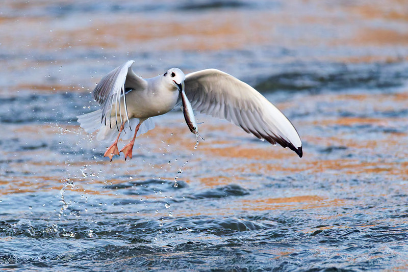 Bonaparte’s Gull flying low over the water while holding a fish