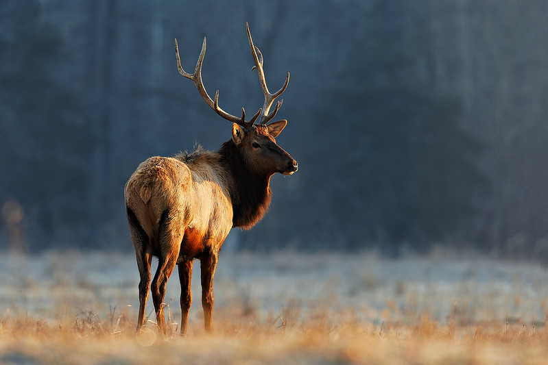 Bull elk standing in low light with warm side light and a dark background that separates the subject from the scene