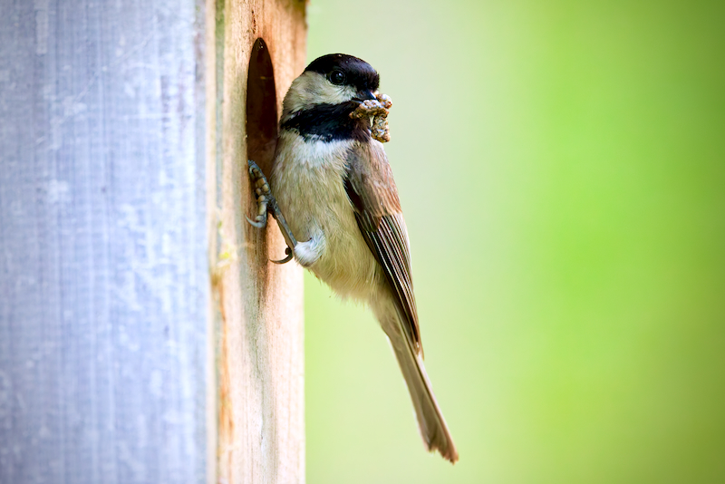 Carolina Chickadee clinging to a nest box with a caterpillar in its beak in Arkansas
