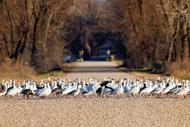 A flock of snow geese gathered across a gravel refuge road with bare winter trees in the background at Sequoyah National Wildlife Refuge.