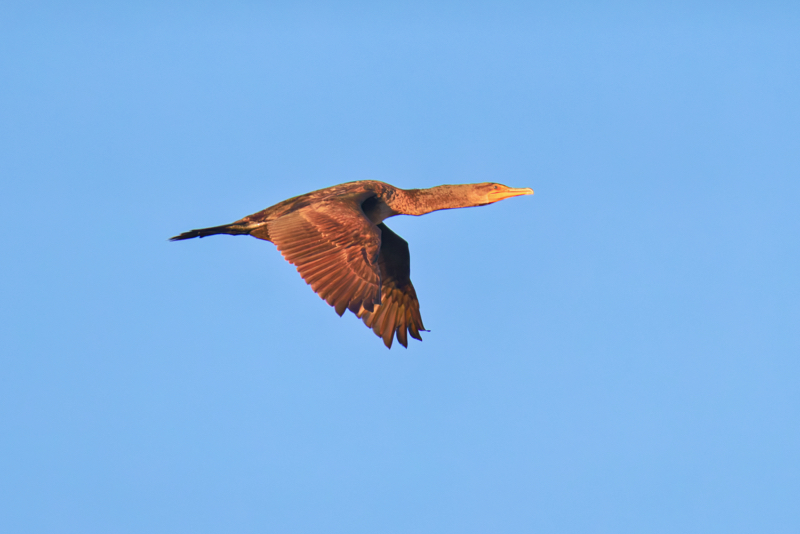 Double-crested Cormorant flying over open water