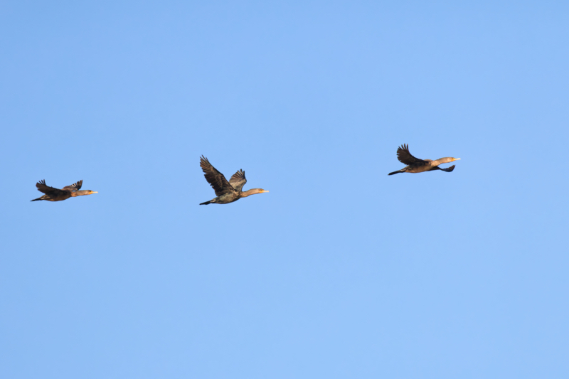 Group of Double-crested Cormorants in flight