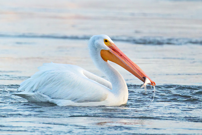 American White Pelican lifts its bill with a fish near the tip, water dripping from the catch.
