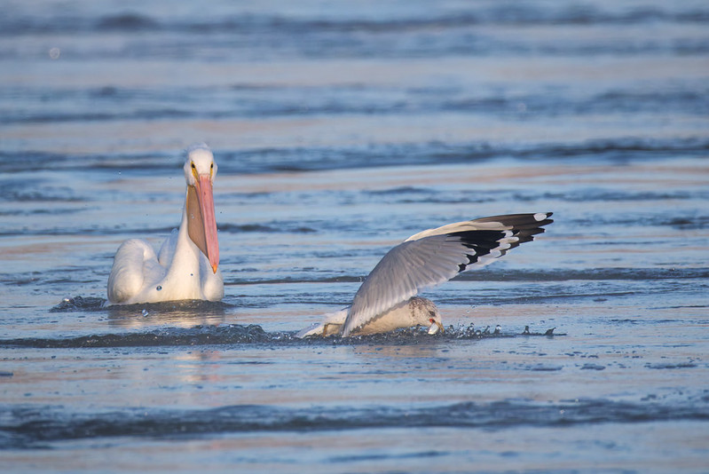 Ring-billed Gull grabbing a fish on the Arkansas River with an American White Pelican watching from behind.