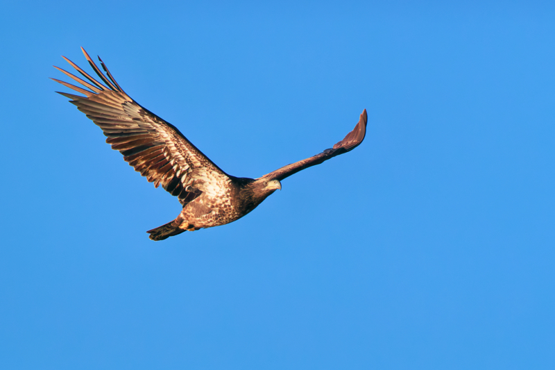 Immature Bald Eagle in flight over Charleston City Lake